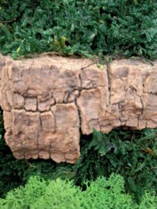 Budapest, vezetői iroda - tartósított zöldfal