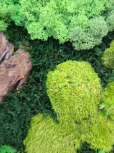 Budapest, vezetői iroda - tartósított zöldfal